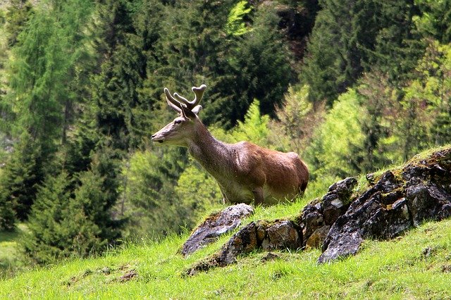 Téléchargement gratuit Hirsch Wild Nature - photo ou image gratuite à éditer avec l'éditeur d'images en ligne GIMP