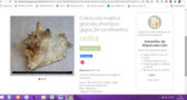 Free download hispacoleccion-strombus-gigas free photo or picture to be edited with GIMP online image editor