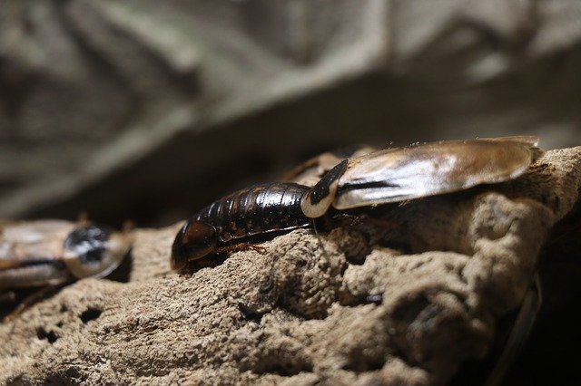 Descargue gratis la naturaleza del insecto cucaracha silbante: foto o imagen gratuitas para editar con el editor de imágenes en línea GIMP