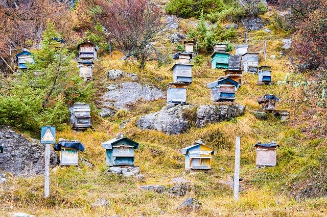 Free download Hive Honey Bee -  free photo or picture to be edited with GIMP online image editor