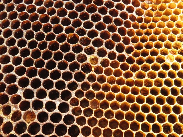 Free picture Hive Radius Bees -  to be edited by GIMP free image editor by OffiDocs