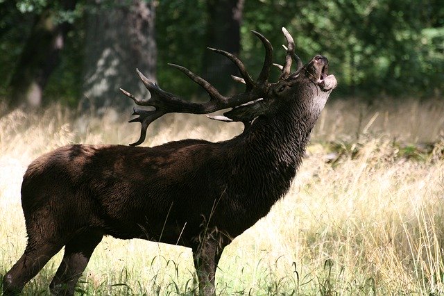 Téléchargement gratuit Parc Hjort Red Deer - photo ou image gratuite à modifier avec l'éditeur d'images en ligne GIMP