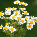 Hoa cúc trắng  screen for extension Chrome web store in OffiDocs Chromium