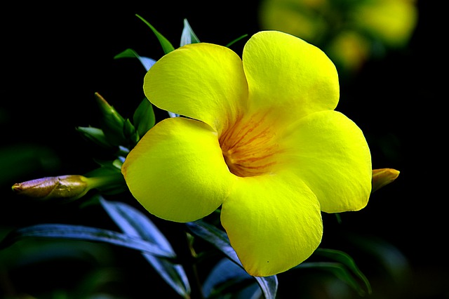 Free download hoa huynh beautiful flowers free picture to be edited with GIMP free online image editor