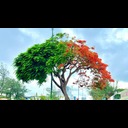 Hoa Phuong Do  screen for extension Chrome web store in OffiDocs Chromium