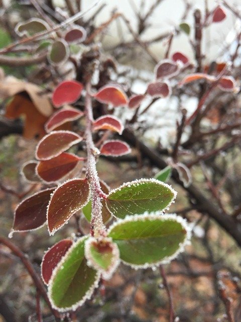 ดาวน์โหลดฟรี Hoarfrost Branch Winter - ภาพถ่ายหรือรูปภาพฟรีที่จะแก้ไขด้วยโปรแกรมแก้ไขรูปภาพออนไลน์ GIMP