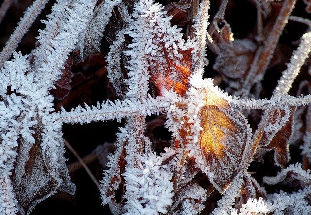 Бесплатно скачать Иней, холодная зима - бесплатную фотографию или картинку для редактирования с помощью онлайн-редактора изображений GIMP