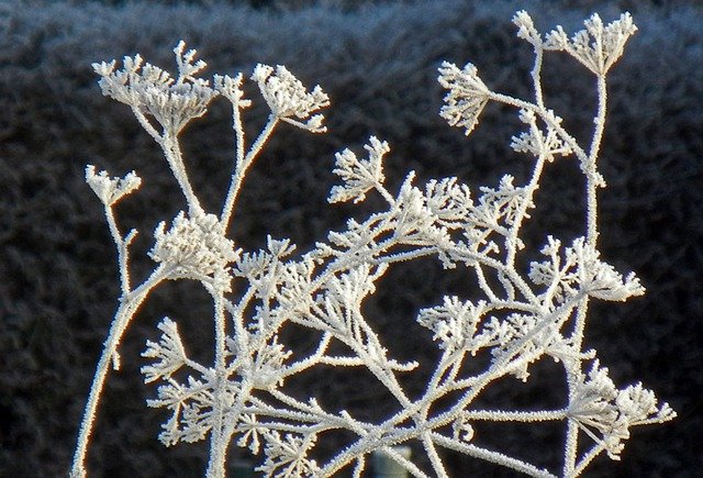 Free download Hoarfrost Frost Cold -  free free photo or picture to be edited with GIMP online image editor