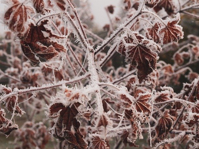 Descarga gratuita Hoarfrost Frosted Leaf - foto o imagen gratis y gratuita para editar con el editor de imágenes en línea GIMP