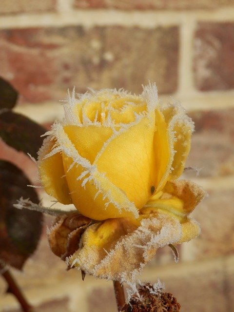 ດາວໂຫລດຟຣີ Hoarfrost Frost ແມ່ແບບຮູບພາບລະດູຫນາວຟຣີທີ່ຈະແກ້ໄຂດ້ວຍບັນນາທິການຮູບພາບອອນໄລນ໌ GIMP