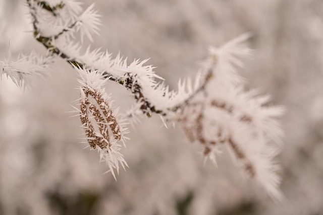 Free download hoarfrost hazelnuts frost wallpaper free picture to be edited with GIMP free online image editor
