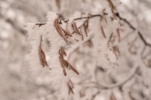 Free download hoarfrost hazelnuts wallpaper free picture to be edited with GIMP free online image editor