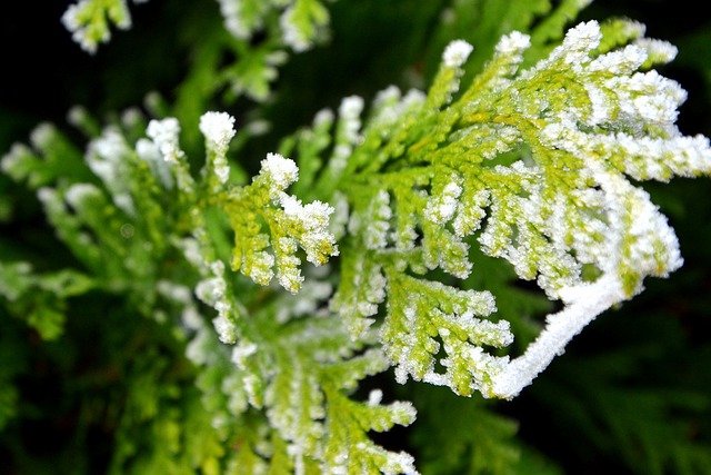 Free download hoarfrost winter thuja tree frost free picture to be edited with GIMP free online image editor