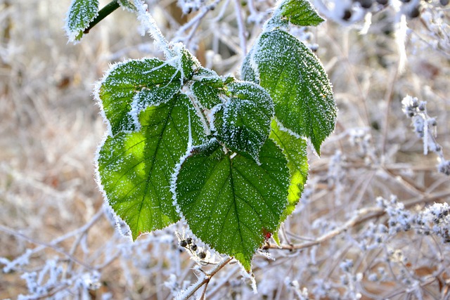 Free download hoarfrost wintry snow cold winter free picture to be edited with GIMP free online image editor