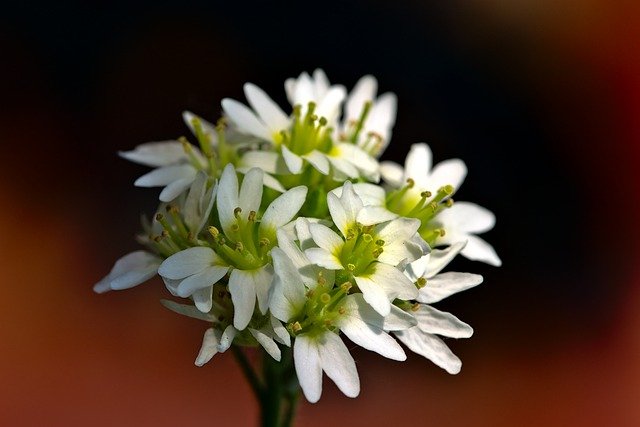 Free download hoary alyssum gray cress free picture to be edited with GIMP free online image editor