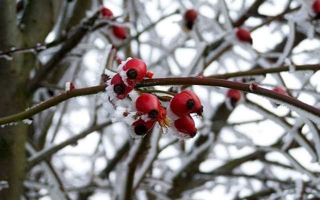 Free download Hoary Rimy Winter -  free photo or picture to be edited with GIMP online image editor