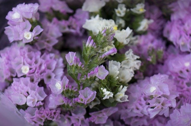 Free download hoa sa lem pink to pale purple free picture to be edited with GIMP free online image editor