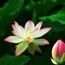 Hoa sen  screen for extension Chrome web store in OffiDocs Chromium