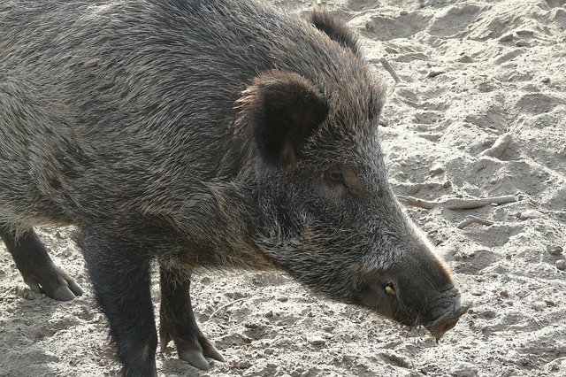 Скачать бесплатно Hog Zoo Animal - бесплатное фото или изображение для редактирования с помощью онлайн-редактора изображений GIMP