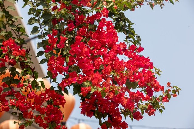 무료 다운로드 Hoian Vietnam Unesco - 무료 사진 또는 GIMP 온라인 이미지 편집기로 편집할 사진