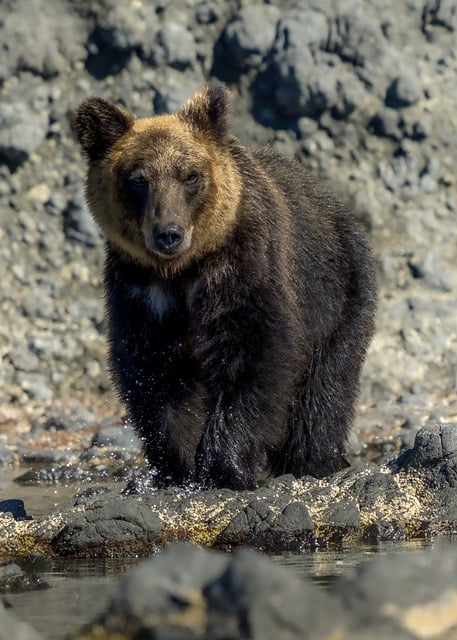 Free download hokkaido brown bear brown bear bear free picture to be edited with GIMP free online image editor