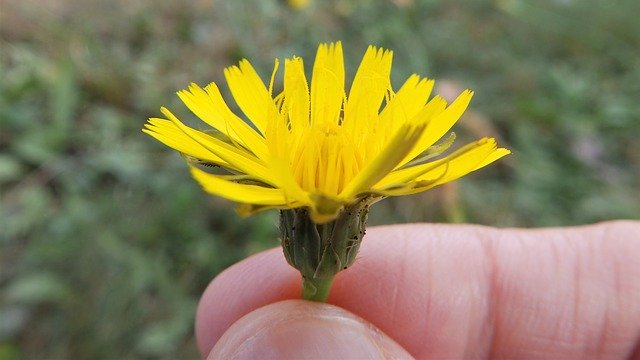 Descarga gratuita Hold Flower Weed: foto o imagen gratuita para editar con el editor de imágenes en línea GIMP