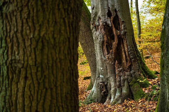 जीआईएमपी मुफ्त ऑनलाइन छवि संपादक के साथ संपादित करने के लिए मुफ्त डाउनलोड करें पेड़ में छेद छेद वाला पेड़ टूटा हुआ मुफ्त चित्र