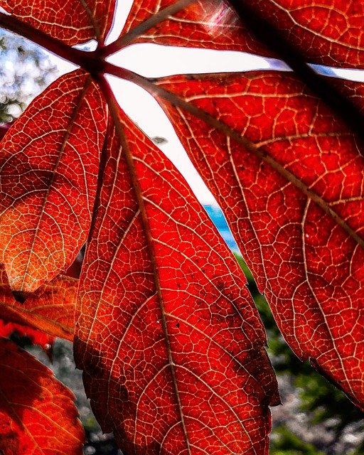 休日の葉の自然を無料でダウンロード-GIMPオンラインイメージエディターで編集できる無料の写真または画像
