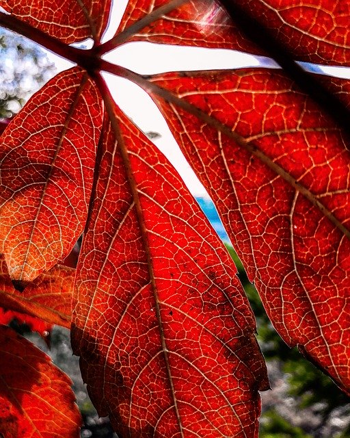 Free download Holidays Foliage Nature -  free photo or picture to be edited with GIMP online image editor