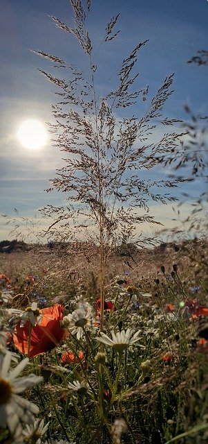 Bezpłatne pobieranie Holidays Meadow Sky - bezpłatne zdjęcie lub obraz do edycji za pomocą internetowego edytora obrazów GIMP