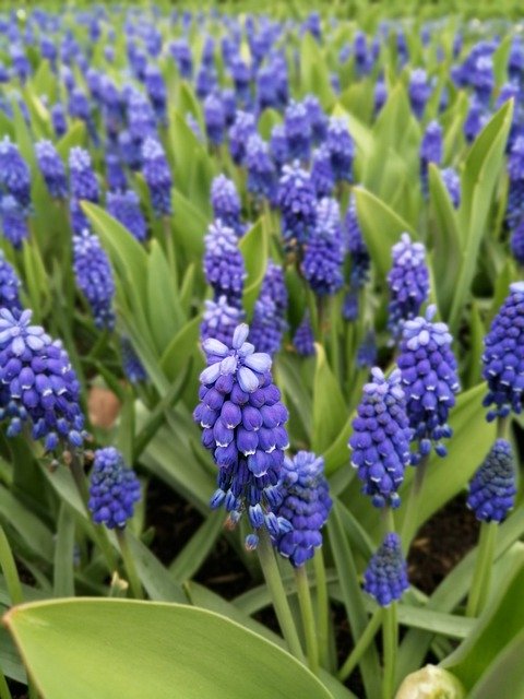 ດາວໂຫລດ Holland Keukenhof Flowers ຟຣີ - ຮູບພາບຫຼືຮູບພາບທີ່ບໍ່ເສຍຄ່າເພື່ອແກ້ໄຂດ້ວຍບັນນາທິການຮູບພາບອອນໄລນ໌ GIMP