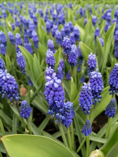 Безкоштовно завантажте Holland Keukenhof Flowers - безкоштовну фотографію чи зображення для редагування за допомогою онлайн-редактора зображень GIMP