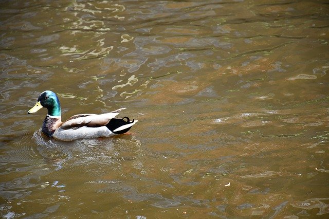 Free download Holland Mallard -  free photo or picture to be edited with GIMP online image editor