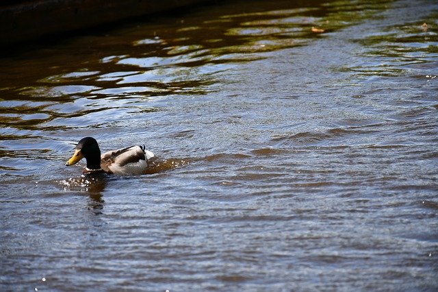 Kostenloser Download Holland Mallard Birds - kostenloses Foto oder Bild zur Bearbeitung mit GIMP Online-Bildbearbeitung