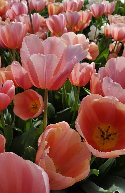 Free picture Holland Tulips Spring -  to be edited by GIMP free image editor by OffiDocs