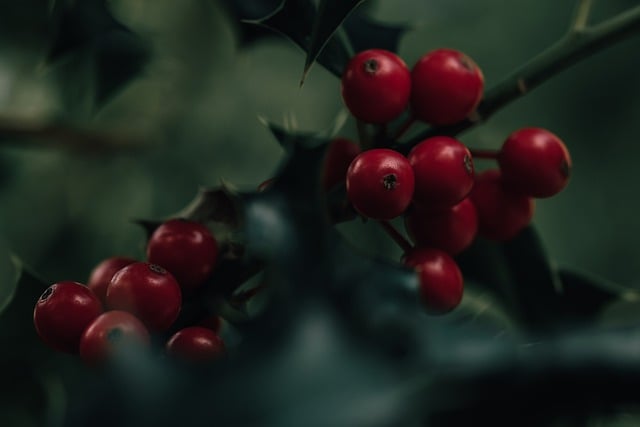 Free download holly berries plant fruits free picture to be edited with GIMP free online image editor