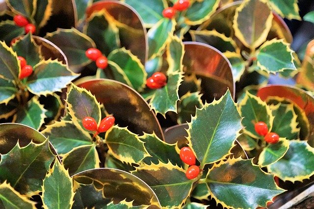 Free download Holly Berries Spur -  free photo or picture to be edited with GIMP online image editor
