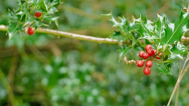 ດາວ​ໂຫຼດ​ຟຣີ Holly Branch Nature Bay - ຮູບ​ພາບ​ຟຣີ​ຫຼື​ຮູບ​ພາບ​ທີ່​ຈະ​ໄດ້​ຮັບ​ການ​ແກ້​ໄຂ​ກັບ GIMP ອອນ​ໄລ​ນ​໌​ບັນ​ນາ​ທິ​ການ​ຮູບ​ພາບ​