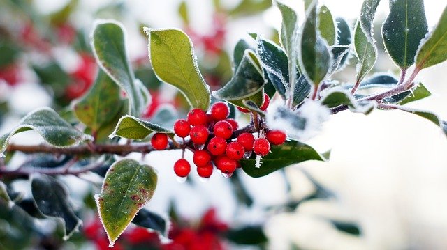 Free download Holly Evergreen Advent -  free photo or picture to be edited with GIMP online image editor
