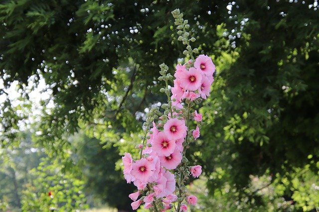 Free picture Hollyhock Color Pink Flowers -  to be edited by GIMP free image editor by OffiDocs