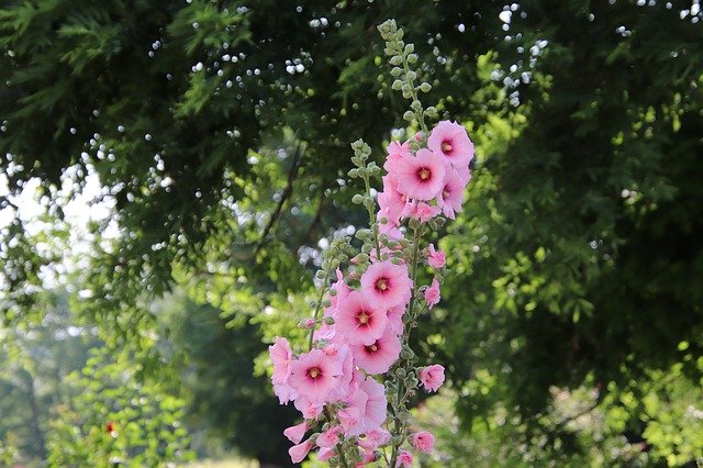 Téléchargement gratuit Fleurs roses de couleur rose trémière - photo ou image gratuite à éditer avec l'éditeur d'images en ligne GIMP