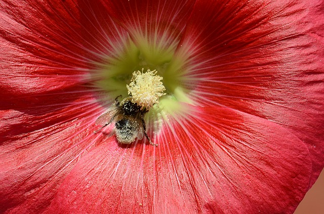 Free download hollyhock flower bi nature summer free picture to be edited with GIMP free online image editor