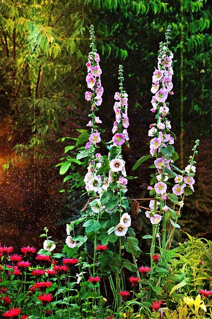 무료 다운로드 Hollyhock Flowers Pink - 무료 사진 또는 김프 온라인 이미지 편집기로 편집할 수 있는 사진