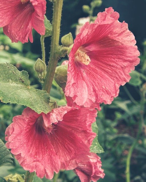 Free download Hollyhock Pink Flower -  free photo or picture to be edited with GIMP online image editor