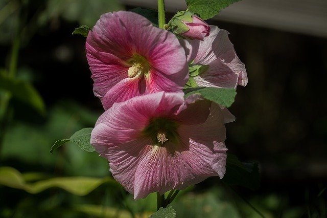 Free download Hollyhocks Flower Pink -  free photo or picture to be edited with GIMP online image editor
