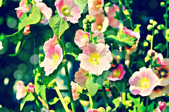 Unduh gratis Hollyhocks Lights Nature - foto atau gambar gratis untuk diedit dengan editor gambar online GIMP