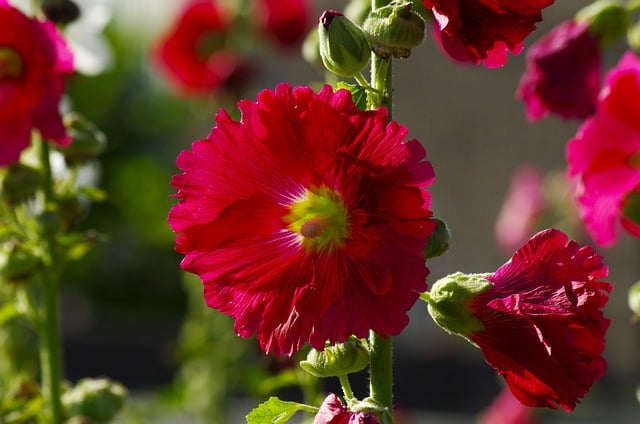Free download hollyhocks red flowers free picture to be edited with GIMP free online image editor
