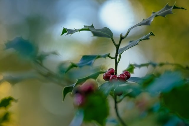 Free download holly ilex berry fruit red berries free picture to be edited with GIMP free online image editor