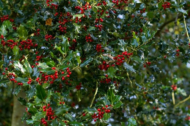 Free download Holly Tree Christmas -  free photo or picture to be edited with GIMP online image editor