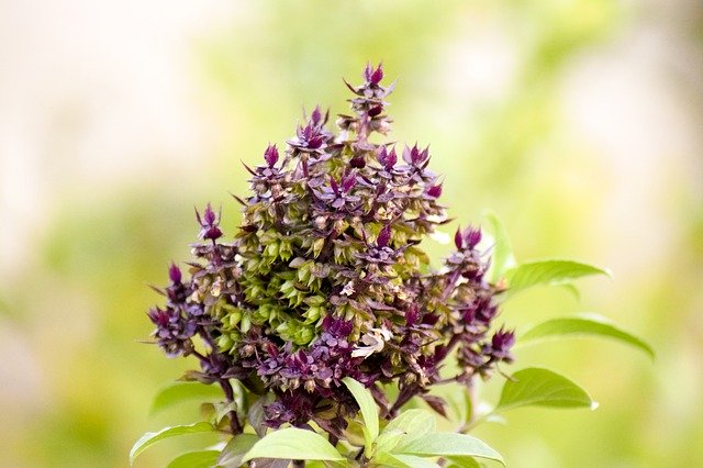 Muat turun percuma Holy Basil Nature Flower - foto atau gambar percuma untuk diedit dengan editor imej dalam talian GIMP